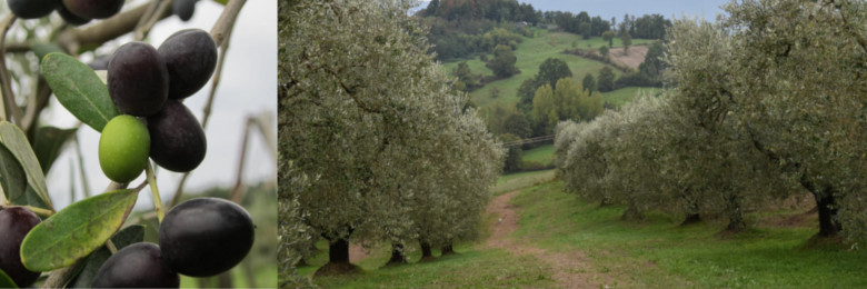 olive oil